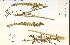  ( - 38495HIM)  @11 [ ] CreativeCommons - Attribution Non-Commercial Share-Alike (2012) University of Guelph, Canada OAC-BIO Herbarium