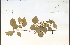  (Crataegus suborbiculata - 38595HIM)  @11 [ ] CreativeCommons - Attribution Non-Commercial Share-Alike (2012) University of Guelph, Canada OAC-BIO Herbarium