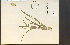  ( - 3795HIM)  @11 [ ] CreativeCommons - Attribution Non-Commercial Share-Alike (2012) University of Guelph, Canada OAC-BIO Herbarium