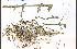  ( - 41190HIM)  @11 [ ] CreativeCommons - Attribution Non-Commercial Share-Alike (2012) University of Guelph, Canada OAC-BIO Herbarium