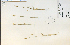  ( - 41850HIM)  @11 [ ] CreativeCommons - Attribution Non-Commercial Share-Alike (2012) University of Guelph, Canada OAC-BIO Herbarium