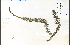  ( - 44987HIM)  @11 [ ] CreativeCommons - Attribution Non-Commercial Share-Alike (2012) University of Guelph, Canada OAC-BIO Herbarium