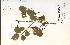  (Crataegus succulenta - 45175HIM)  @11 [ ] CreativeCommons - Attribution Non-Commercial Share-Alike (2012) University of Guelph, Canada OAC-BIO Herbarium