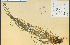  ( - 4578HIM)  @11 [ ] CreativeCommons - Attribution Non-Commercial Share-Alike (2012) University of Guelph, Canada OAC-BIO Herbarium