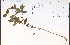  ( - 48473HIM)  @11 [ ] CreativeCommons - Attribution Non-Commercial Share-Alike (2012) University of Guelph, Canada OAC-BIO Herbarium