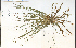  ( - 49292HIM)  @11 [ ] CreativeCommons - Attribution Non-Commercial Share-Alike (2012) University of Guelph, Canada OAC-BIO Herbarium