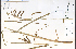  ( - 50826HIM)  @11 [ ] CreativeCommons - Attribution Non-Commercial Share-Alike (2012) University of Guelph, Canada OAC-BIO Herbarium