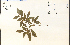  ( - 57066HIM)  @11 [ ] CreativeCommons - Attribution Non-Commercial Share-Alike (2012) University of Guelph, Canada OAC-BIO Herbarium