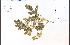  ( - 63728HIM)  @11 [ ] CreativeCommons - Attribution Non-Commercial Share-Alike (2012) University of Guelph, Canada OAC-BIO Herbarium