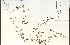  (Ipomoea quamoclit - 64478HIM)  @11 [ ] CreativeCommons - Attribution Non-Commercial Share-Alike (2012) University of Guelph, Canada OAC-BIO Herbarium