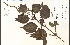  ( - 64589HIM)  @11 [ ] CreativeCommons - Attribution Non-Commercial Share-Alike (2012) University of Guelph, Canada OAC-BIO Herbarium