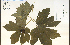  (Hydrastis - 65095HIM)  @11 [ ] CreativeCommons - Attribution Non-Commercial Share-Alike (2012) University of Guelph, Canada OAC-BIO Herbarium