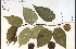  ( - 65103HIM)  @11 [ ] CreativeCommons - Attribution Non-Commercial Share-Alike (2012) University of Guelph, Canada OAC-BIO Herbarium