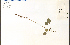  ( - 70524HIM)  @11 [ ] CreativeCommons - Attribution Non-Commercial Share-Alike (2012) University of Guelph, Canada OAC-BIO Herbarium