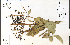  ( - 72935HIM)  @11 [ ] CreativeCommons - Attribution Non-Commercial Share-Alike (2012) University of Guelph, Canada OAC-BIO Herbarium