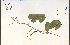 ( - 74116HIM)  @11 [ ] CreativeCommons - Attribution Non-Commercial Share-Alike (2012) University of Guelph, Canada OAC-BIO Herbarium