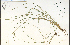  ( - 74521HIM)  @11 [ ] CreativeCommons - Attribution Non-Commercial Share-Alike (2012) University of Guelph, Canada OAC-BIO Herbarium