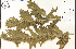  ( - 77245HIM)  @11 [ ] CreativeCommons - Attribution Non-Commercial Share-Alike (2012) University of Guelph, Canada OAC-BIO Herbarium