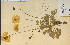  ( - 8014HIM)  @11 [ ] CreativeCommons - Attribution Non-Commercial Share-Alike (2012) University of Guelph, Canada OAC-BIO Herbarium