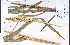  (Sorghum halepense - 78466HIM)  @11 [ ] CreativeCommons - Attribution Non-Commercial Share-Alike (2012) University of Guelph, Canada OAC-BIO Herbarium