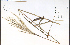  (Miscanthus sacchariflorus - 78721HIM)  @11 [ ] CreativeCommons - Attribution Non-Commercial Share-Alike (2012) University of Guelph, Canada OAC-BIO Herbarium