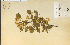  ( - 9243HIM)  @11 [ ] CreativeCommons - Attribution Non-Commercial Share-Alike (2012) University of Guelph, Canada OAC-BIO Herbarium