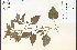  ( - 81394HIM)  @11 [ ] CreativeCommons - Attribution Non-Commercial Share-Alike (2012) University of Guelph, Canada OAC-BIO Herbarium