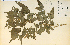  ( - 9318HIM)  @11 [ ] CreativeCommons - Attribution Non-Commercial Share-Alike (2012) University of Guelph, Canada OAC-BIO Herbarium