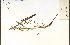  ( - 82193HIM)  @11 [ ] CreativeCommons - Attribution Non-Commercial Share-Alike (2012) University of Guelph, Canada OAC-BIO Herbarium