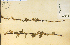  ( - 9760HIM)  @11 [ ] CreativeCommons - Attribution Non-Commercial Share-Alike (2012) University of Guelph, Canada OAC-BIO Herbarium