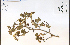  (Crataegus coccinea - 85511HIM)  @11 [ ] CreativeCommons - Attribution Non-Commercial Share-Alike (2012) University of Guelph, Canada OAC-BIO Herbarium