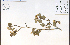  ( - 85515HIM)  @11 [ ] CreativeCommons - Attribution Non-Commercial Share-Alike (2012) University of Guelph, Canada OAC-BIO Herbarium