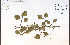  (Crataegus populnea - 85517HIM)  @11 [ ] CreativeCommons - Attribution Non-Commercial Share-Alike (2012) University of Guelph, Canada OAC-BIO Herbarium