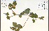  (Crataegus holmesiana - 85523HIM)  @11 [ ] CreativeCommons - Attribution Non-Commercial Share-Alike (2012) University of Guelph, Canada OAC-BIO Herbarium