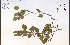  (Crataegus cognata - 85525HIM)  @11 [ ] CreativeCommons - Attribution Non-Commercial Share-Alike (2012) University of Guelph, Canada OAC-BIO Herbarium