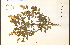  ( - 85968HIM)  @11 [ ] CreativeCommons - Attribution Non-Commercial Share-Alike (2012) University of Guelph, Canada OAC-BIO Herbarium