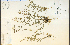  (Polygala polygama - 10876HIM)  @11 [ ] CreativeCommons - Attribution Non-Commercial Share-Alike (2012) University of Guelph, Canada OAC-BIO Herbarium