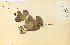  ( - 12519HIM)  @11 [ ] CreativeCommons - Attribution Non-Commercial Share-Alike (2012) University of Guelph, Canada OAC-BIO Herbarium