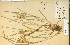 ( - 1047HIM)  @11 [ ] CreativeCommons - Attribution Non-Commercial Share-Alike (2012) University of Guelph, Canada OAC-BIO Herbarium