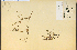  ( - 12958HIM)  @11 [ ] CreativeCommons - Attribution Non-Commercial Share-Alike (2012) University of Guelph, Canada OAC-BIO Herbarium
