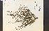  (Omphalodes linifolia - 13469HIM)  @11 [ ] CreativeCommons - Attribution Non-Commercial Share-Alike (2012) University of Guelph, Canada OAC-BIO Herbarium