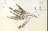  ( - 13807HIM)  @11 [ ] CreativeCommons - Attribution Non-Commercial Share-Alike (2012) University of Guelph, Canada OAC-BIO Herbarium