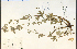  ( - 19774HIM)  @11 [ ] CreativeCommons - Attribution Non-Commercial Share-Alike (2012) University of Guelph, Canada OAC-BIO Herbarium
