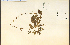  (Agrimonia eupatoria - 20838HIM)  @11 [ ] CreativeCommons - Attribution Non-Commercial Share-Alike (2012) University of Guelph, Canada OAC-BIO Herbarium