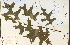  ( - 29935HIM)  @11 [ ] CreativeCommons - Attribution Non-Commercial Share-Alike (2012) University of Guelph, Canada OAC-BIO Herbarium