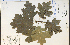  ( - 29937HIM)  @11 [ ] CreativeCommons - Attribution Non-Commercial Share-Alike (2012) University of Guelph, Canada OAC-BIO Herbarium