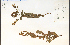  ( - 38358HIM)  @11 [ ] CreativeCommons - Attribution Non-Commercial Share-Alike (2012) University of Guelph, Canada OAC-BIO Herbarium
