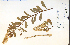  ( - 44464HIM)  @11 [ ] CreativeCommons - Attribution Non-Commercial Share-Alike (2012) University of Guelph, Canada OAC-BIO Herbarium