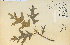  ( - 6255HIM)  @11 [ ] CreativeCommons - Attribution Non-Commercial Share-Alike (2012) University of Guelph, Canada OAC-BIO Herbarium