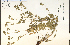  ( - 69624HIM)  @11 [ ] CreativeCommons - Attribution Non-Commercial Share-Alike (2012) University of Guelph, Canada OAC-BIO Herbarium